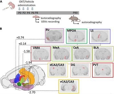 Frontiers Oxytocin Receptors In The Magel2 Mouse Model Of Autism